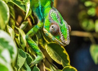 Jak długo trwa lot na Madagaskar?